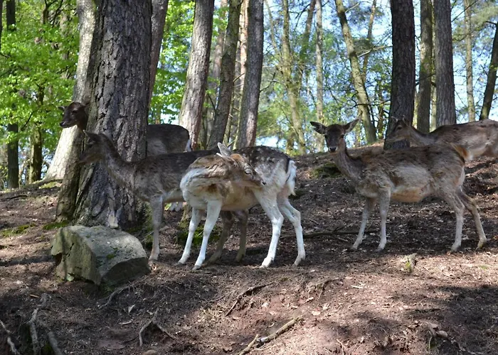 Apartment Zauber Der Pfalz Romerberg