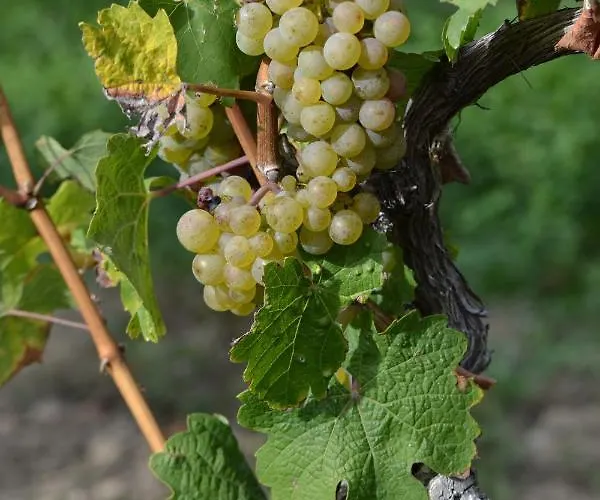 Zauber Der Pfalz Romerberg