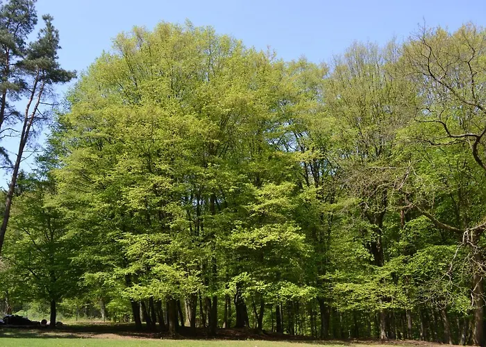 Apartment Zauber Der Pfalz *